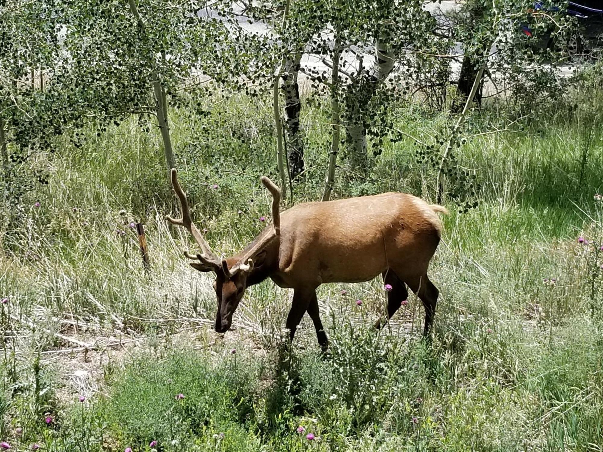Kokopelli Inn Estes Park Bagian luar foto